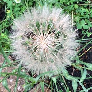 Meet your Posher, Betsy